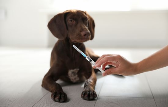 Proteja a su mascota de enfermedades